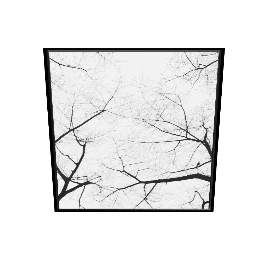 Branches Fade